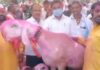 चक्क दीड कोटींचा ‘मोदी बकरा’ आटपाडीच्या बाजारात विक्रीसाठी