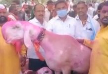 चक्क दीड कोटींचा ‘मोदी बकरा’ आटपाडीच्या बाजारात विक्रीसाठी