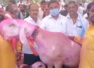 चक्क दीड कोटींचा ‘मोदी बकरा’ आटपाडीच्या बाजारात विक्रीसाठी