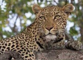 बीड, सोलापूरमध्ये धुमाकूळ घालणाऱ्या नरभक्षक बिबट्याला मारण्याचे आदेश