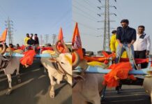 अमित ठाकरेंचा नवा अंदाज; स्वतः बैलगाडी हाकत केला चारशे मीटर प्रवास
