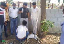 संकटातही माणुसकी जिवंत, जखमी अवस्थेत पडलेल्या हरिणाला माणसाच्या सतर्कतेमुळे जीवदान