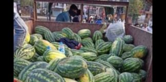 ऊत्पादनखर्चही निघत नसल्याने शेतकऱ्यांनी टरबूज रस्त्यावर फेकून दिले.